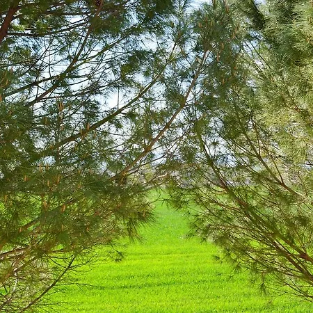 Guirro Verde * Matera