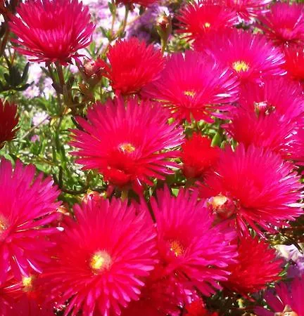 Bed & Breakfast Guirro Verde Matera
